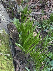 Leucojum aestivum