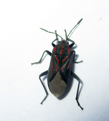 Spilostethus trilineatus