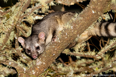 Bassariscus sumichrasti
