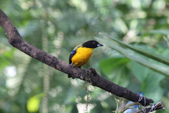 Anisognathus notabilis