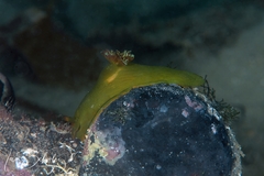 Tambja dracomus
