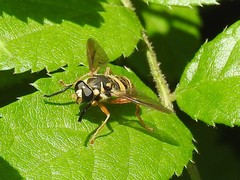Temnostoma excentrica