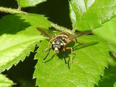 Temnostoma excentrica