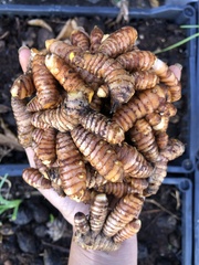 Curcuma
