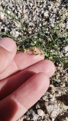 Pectocarya peninsularis