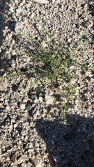 Pectocarya peninsularis