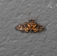 Diathrausta ochreipennis
