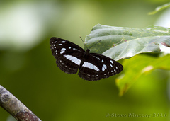 Phaedyma shepherdi