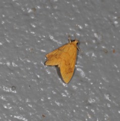 Hyalobathra brevialis