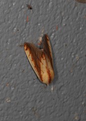 Xanthodes emboloscia