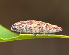 Sphenoptera