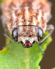 Sphenoptera