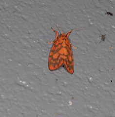 Miltochrista quadrilineata