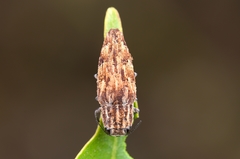 Sphenoptera