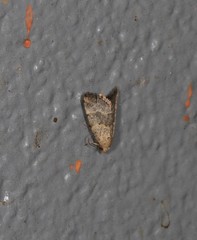 Narangodes