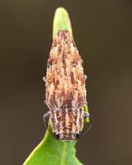 Sphenoptera
