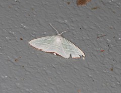 Oenochroma infantilis