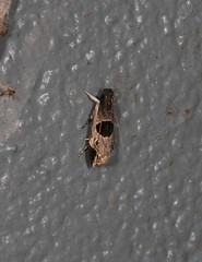 Helcystogramma hibisci