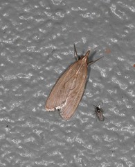 Syntonarcha vulnerata