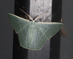 Thalassodes dorsilinea