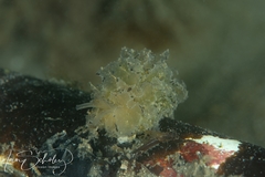 Polybranchia pallens