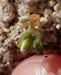 Linanthus maculatus emaculatus