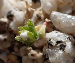 Linanthus maculatus emaculatus