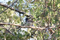 Junco hyemalis