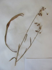 Luzula acuminata acuminata