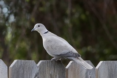 Streptopelia decaocto