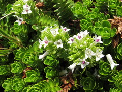 Veronica macrocalyx macrocalyx