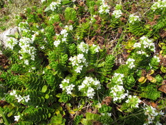 Veronica macrocalyx macrocalyx