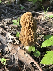 Morchella