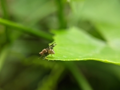 Homoneura trypetoptera