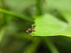 Homoneura trypetoptera