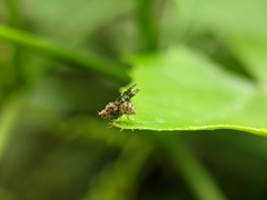 Homoneura trypetoptera