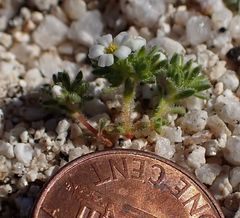 Linanthus maculatus emaculatus