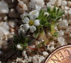 Linanthus maculatus emaculatus