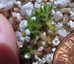 Linanthus maculatus emaculatus