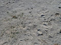 Linanthus maculatus emaculatus