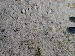 Linanthus maculatus emaculatus