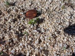 Linanthus maculatus emaculatus