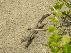 Microlophus thoracicus