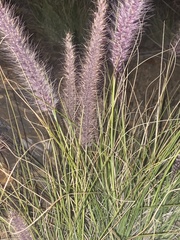 Cenchrus setaceus