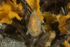 Sclerodoris tarka