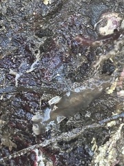 Leptoplanoidea
