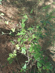 Aristolochia taliscana