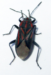 Spilostethus trilineatus