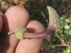 Aristolochia taliscana