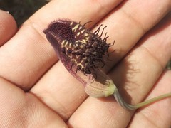 Aristolochia taliscana